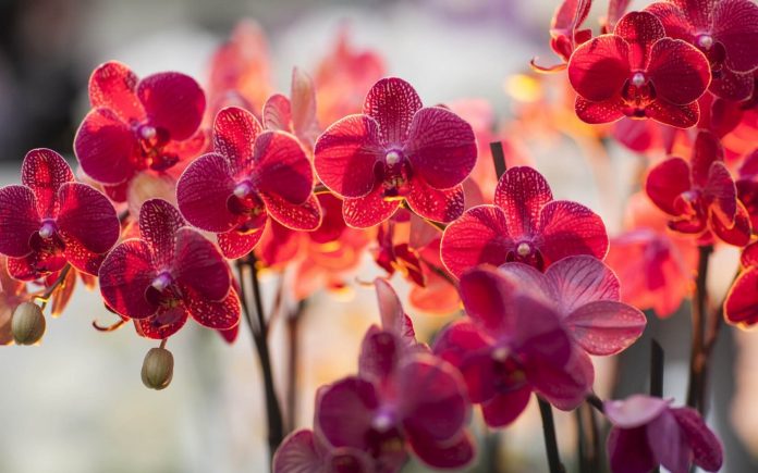 orchidea