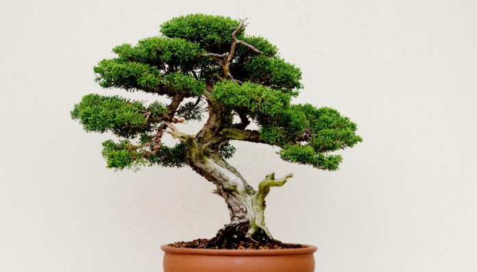 bonsai