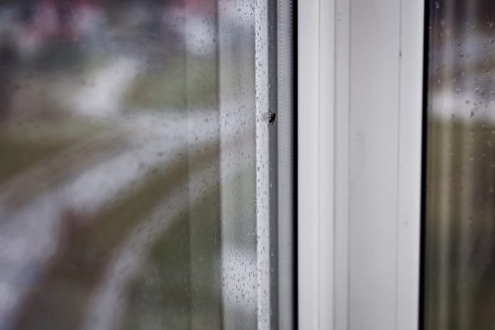 Mosca poggiata sul vetro umido di casa