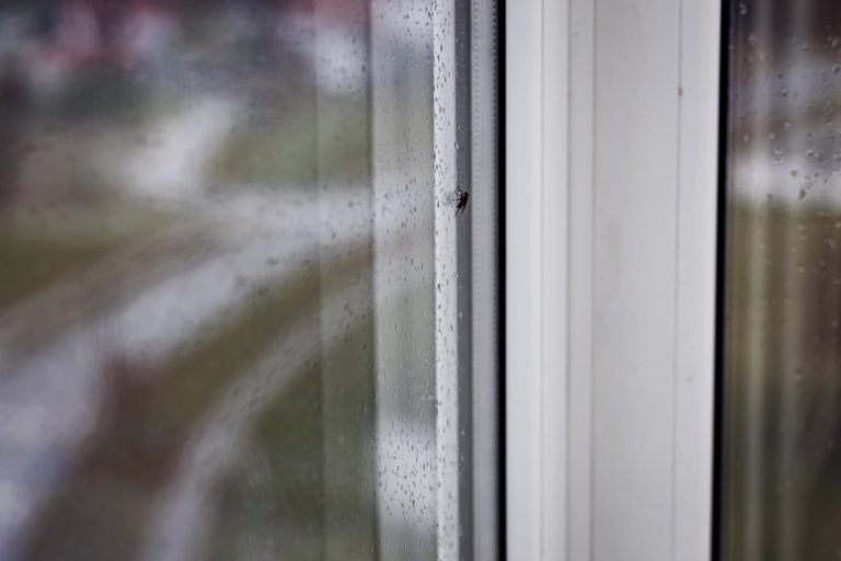 Mosca poggiata sul vetro umido di casa